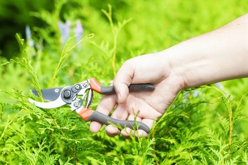 Arborist inspecting tree health in an urban West London setting